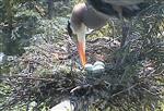 Heron Cam view - with eggs